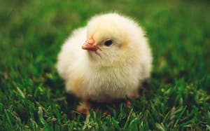 The science marketing chicken-and-egg problem: How to do more when you donât have the resources?
